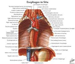 Diagram skematik thorax foto pa. Thorax Lungs Heart Anatomy And Physiology Diagrams Free Download Dentistry And Medicine Physiology Heart Anatomy Anatomy And Physiology
