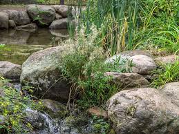 Träumen sie von einem malerischen wasserlauf im garten? Naturteich Miniteich Trinkstelle Anlegen Das Ist Zu Beachten