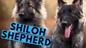 Give a puppy a forever home or rehome a rescue. Shiloh Shepherd Dog Breed A Better Version Of German Shepherd Youtube