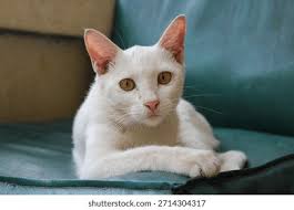 5+ Thousand Cat Facing Forward Royalty-Free Images, Stock Photos & Pictures 