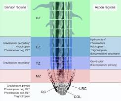 Media ion composition controls regulatory and virulence response of salmonella in spaceflight. Frontiers Root Tropisms Investigations On Earth And In Space To Unravel Plant Growth Direction Plant Science