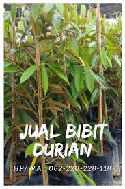 Ciri durian musang king musang king adalah raja buah durian. Wa 082 220 228 118 Ciri Bibit Durian Musang King Asli Alamat Bibit Durian Musang King Alamat Jual Bibit Durian Musang King Di Pekanbaru Alamat Jual Bibit Du
