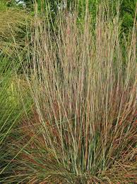 Image result for Schizachyrium claudopus
