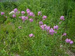 It grows in anything from full sunlight to deep shade. Native Plant Lists Citizens For Conservation Barrington Illinois
