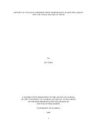 Image result for Cyphostemma paucidentatum