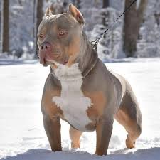Pin By Bella Honey On Dogs Bully Breeds Dogs Pitbull Puppies Pitbull Terrier