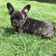 Advice from breed experts to make a safe choice. Brindle French Bulldog Puppies Askfrenchie Com