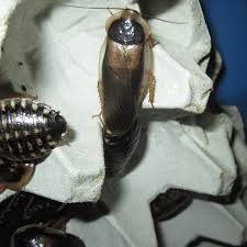 Breeding Dubia Roaches A Comprehensive Guide Dubia Roach