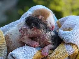 They are absolutely gorgeous and amazing! What Does Newborn Kittens Mean In A Dream Newborn Kittens