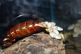 Feed your hissers a variety of fresh vegetables and fruits. Special Delivery Madagascar Hissing Cockroach Gives Birth Reproduction Earth Touch News