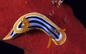 Kết quả hình ảnh cho sên biển