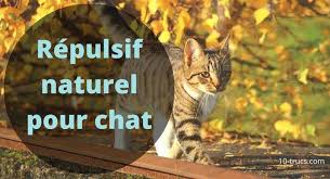 Repulsif Pour Chat Repulsif Naturel Et Pro Avec Images Eloigner Les Chats Repulsif Chat Naturel Repulsif Chat Jardin