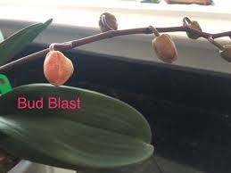 Orchid Blooms Bud Blast Orchids Orchid Care Bloom