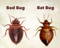 How Big Are Bed Bugs Size Guide Pestseek