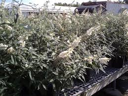 Check spelling or type a new query. Buddleia Flutterby Grande Vanilla Langridge Plant Sales Inc
