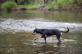 We did not find results for: Image Of Australian Kelpie Cross Standing In A River Austockphoto