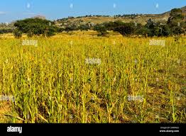 Image result for Eragrostis tef