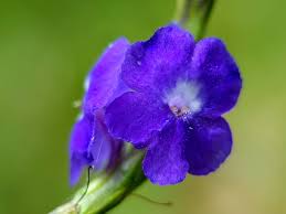 Image result for Stachytarpheta urticifolia