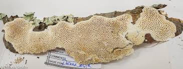 Image result for Heteromorpha