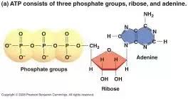 4 ответов 43 ретвитов 361 отметка «нравится». What Are The Primary Differences In Atp Vs Gtp Binding Sites In Nucleotide Binding Proteins Quora
