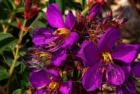 Image result for Dissotis princeps