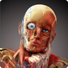 A true and totally 3d app for studying human anatomy, built on an advanced interactive 3d touch interface. Atlas De Anatomia Humana 3d Organos Internos Apk