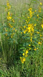 Image result for Chamaecrista biensis