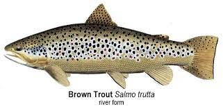 Fish Of The Month Brown Trout Fish Fish Artwork