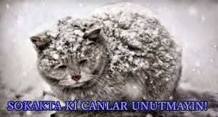 Su Perisi Sokak Hayvanlarina Yardim Edelim Kedi Hayvan Kopek