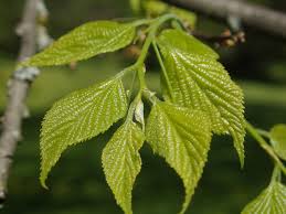 Image result for Celtis