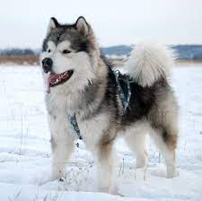 They talk through everything you. Alaskan Malamute Puppies For Sale Adoptapet Com
