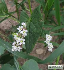 Image result for Fagopyrum esculentum