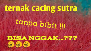 Cara ternak cacing sutra untuk pemula 1. Budidaya Cacing Sutra Tanpa Bibit Youtube