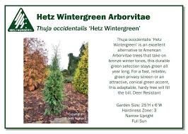 Image result for Hetaeria occidentalis