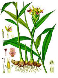 Gember De Natuurgeneeskunde Op Zijn Best Medicinal Herbs Ginger Plant Herbs