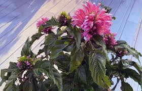 Image result for Justicia carnea