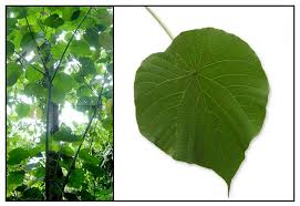 Image result for Macaranga mellifera