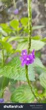 Image result for Stachytarpheta urticifolia