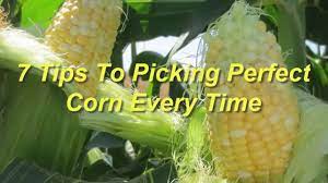 Make a small cut vertically into one of the ear's husks. 7 Tips To Picking Perfect Corn Every Time Youtube