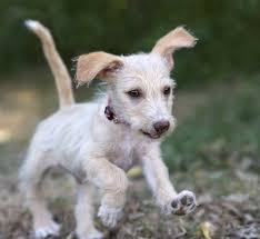 Puppy Development Stages With Growth Charts And Week By Week