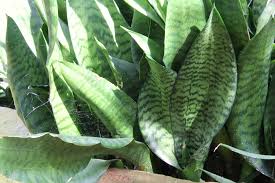 Image result for Sansevieria nilotica