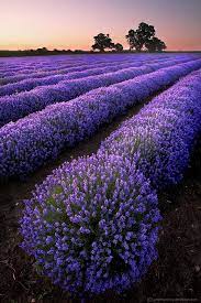 Beautiful blooming lavender field and distant mountains in provence, france. Wouldn T Mind Visiting This Field Beautiful Flowers Lavender Fields Flowers