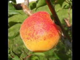 Epingle Sur Arbre