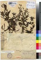 Image result for Aeollanthus suaveolens