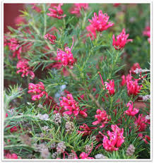 Image result for Grevillea linearifolia