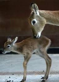 bazilari dogada bir avci olarak yasayan bazilarilariyla da evimizi paylastigimiz hayvanlar ve yavrulari ortak yanlari ise cute animals animals nature animals