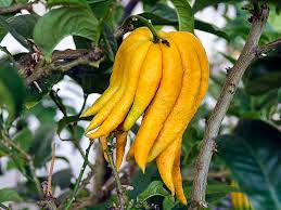 Mengapa nama buah ini terdengar sangat aneh? Tanaman Jeruk Jari Budha Samudrabibit Com
