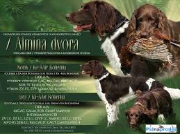 Image result for bretanský dlouhosrstý ohař