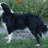 We have a very, very diverse breed. Https Encrypted Tbn0 Gstatic Com Images Q Tbn And9gctgnozn9d627un3cdmyjsxrtff7oajz2mcqdkmlyf0iqgumdxop Usqp Cau