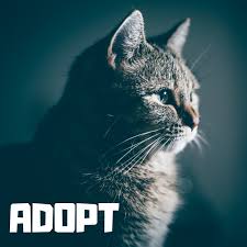 All dog adoptions from the dubuque regional humane society include the following: Whispurring Hope Rescue Home